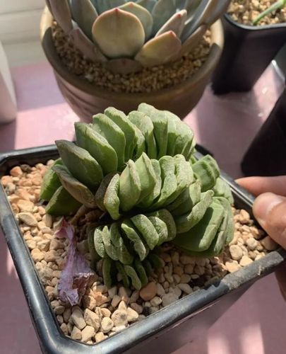养了4年的草玉扇，变成大群生，1棵分成7棵，越看越霸气