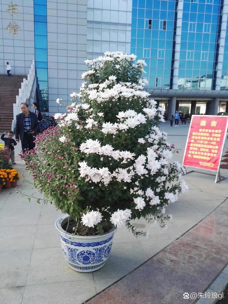 白露为霜，秋意渐浓——从《白露吟》看节气之美与生活之韵