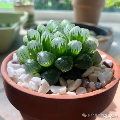 玉露生寒