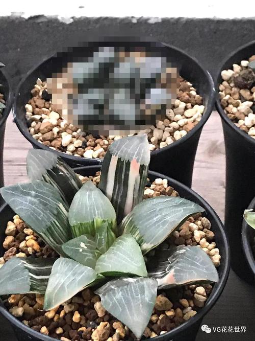 玉露生寒 · 花花世界第106期拍卖预览