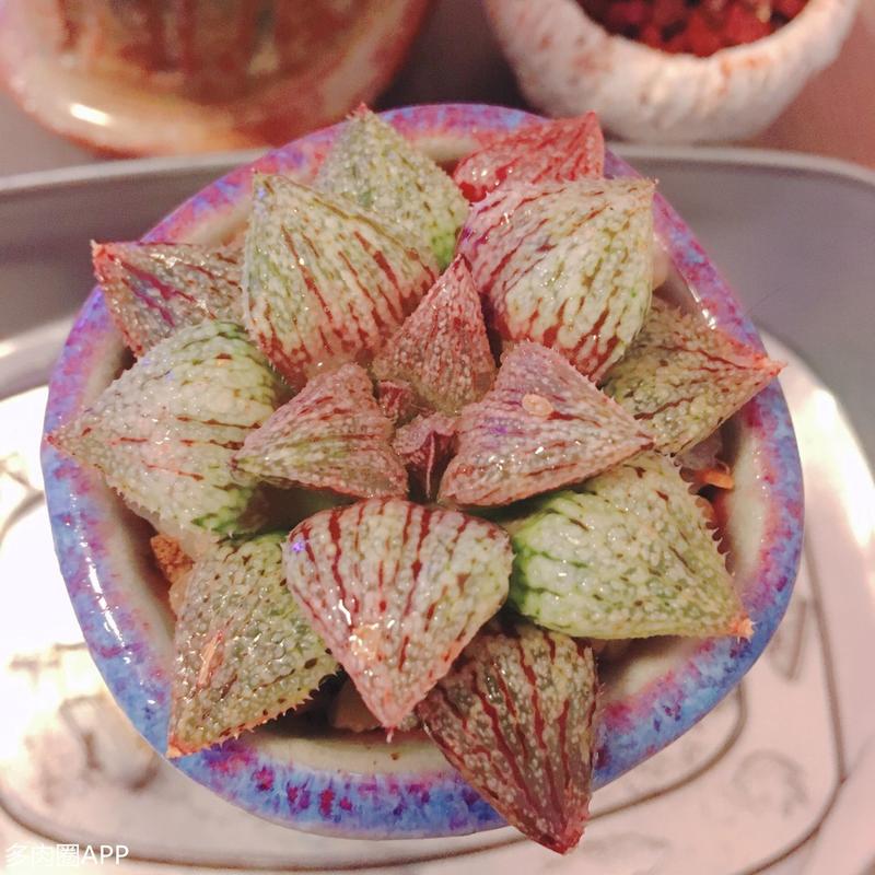 玉露养护心得 从小白到大神的进阶之路