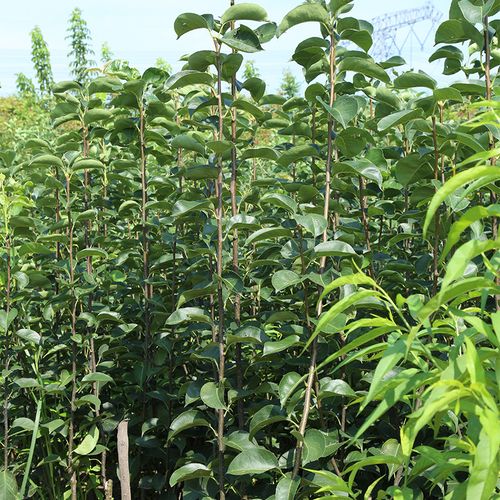 玉露凝霜 南北方地栽与盆栽梨树苗的种植之道及嫁接苗价格探析