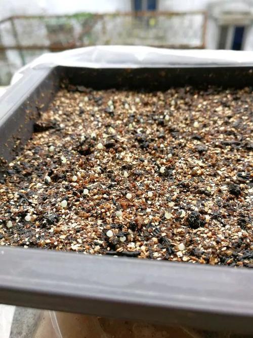 玉露必学4招，1盆变10盆，简单易学，1个月变玉露大户！