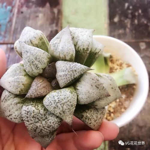 玉露生寒 花花世界第106期拍品预览