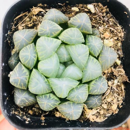 批发赤线玉露 十二卷多肉obi 紫姬植物盆栽 办公室内好养赤线玉露
