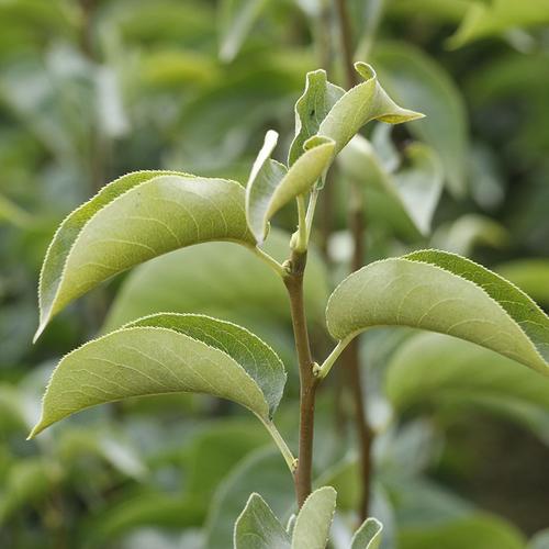 南北方种植地栽盆栽梨树苗 1公分嫁接玉露香梨树苗价格与“玉露生寒”品鉴