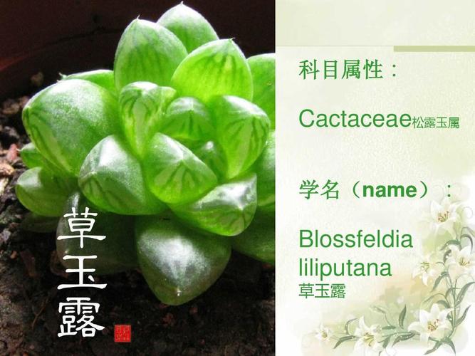 玉露生寒 草玉露里的清寂美学