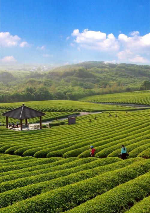 玉露生寒 从绿茶到普洱，一盏茶里的中国温度
