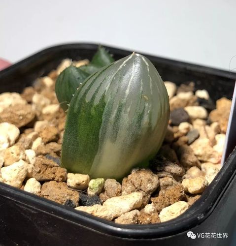 花花世界 9月23日 周日晚7点 第106期拍品预览 玉露生寒