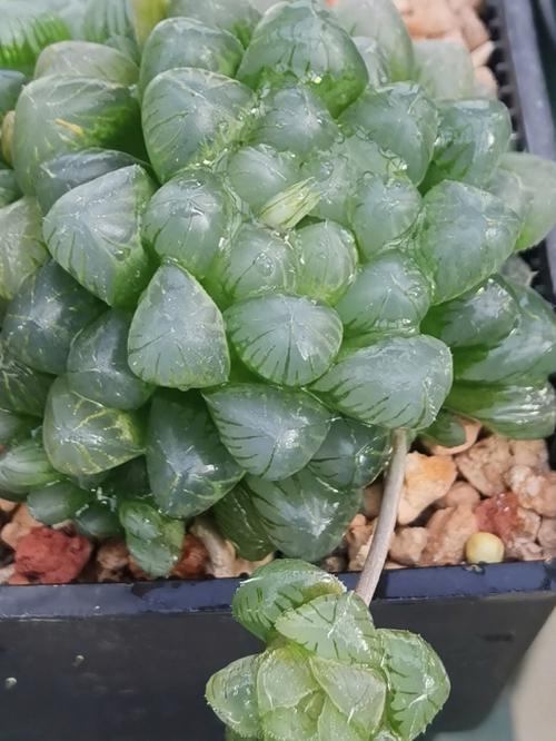 感觉这颗玉露要生二胎了