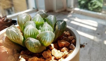 多肉玉露怎么养殖